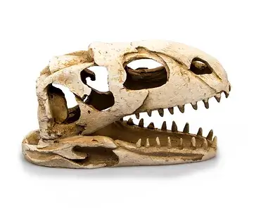 GIGANTERRA Dinosaur Skull 19x8x11cm