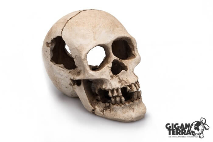 GIGANTERRA Human Skull 16cm