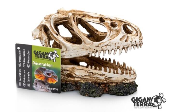 GIGANTERRA Dinosaur Skull 13x6x11cm