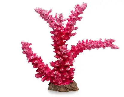 Κοράλι – 23x7x20,5cm